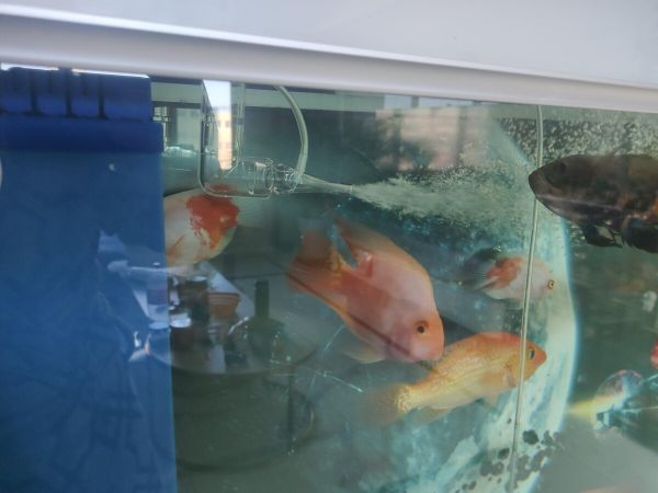 鱼缸出水口增氧教程：手把手教你如何改造