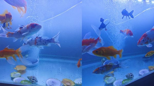 鱼缸氧气泵需要 24 小时开着吗？个人使用经验分享