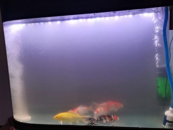 鱼缸氧气泵需要 24 小时开着吗？个人使用经验分享