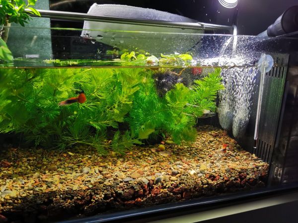 鱼缸氧气泵需要 24 小时开着吗？个人使用经验分享