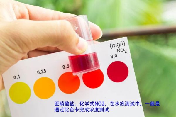 鱼缸亚硝酸盐太高怎么处理？介绍 3 种去除办法