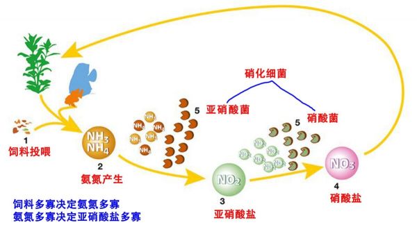 鱼缸亚硝酸盐太高怎么处理？介绍 3 种去除办法