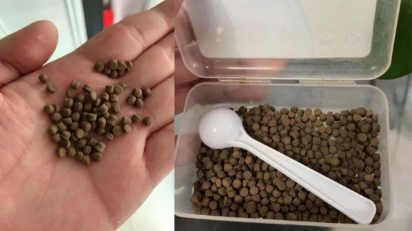 鱼缸亚硝酸盐太高怎么处理？介绍 3 种去除办法