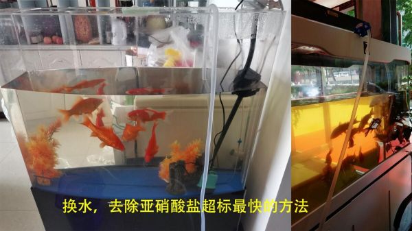 鱼缸亚硝酸盐太高怎么处理？介绍 3 种去除办法