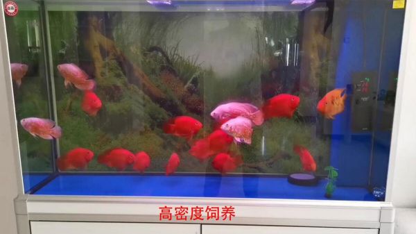 鱼缸亚硝酸盐太高怎么处理？介绍 3 种去除办法