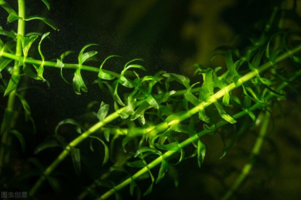 鱼缸养水草的好处多，这 6 种水草，好养的和不好养的都有了 