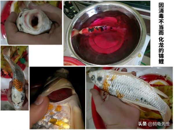 新鱼缸和新鱼入缸,真的必须先消毒杀菌吗?请让小鱼儿告诉您真相
