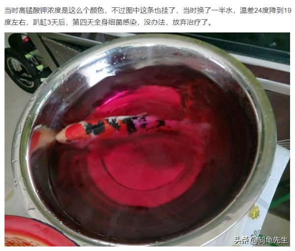 新鱼缸和新鱼入缸,真的必须先消毒杀菌吗?请让小鱼儿告诉您真相