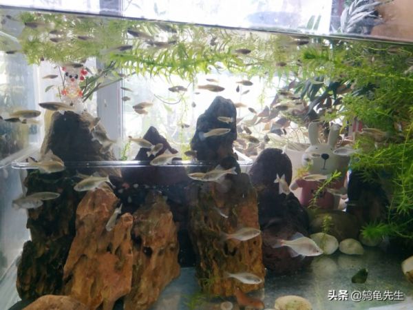 新鱼缸和新鱼入缸,真的必须先消毒杀菌吗?请让小鱼儿告诉您真相