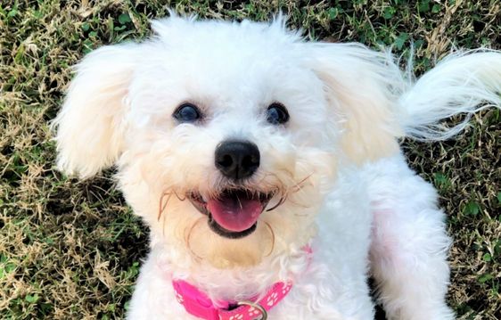 马尔泰犬(Maltipoo)的性格和特征 