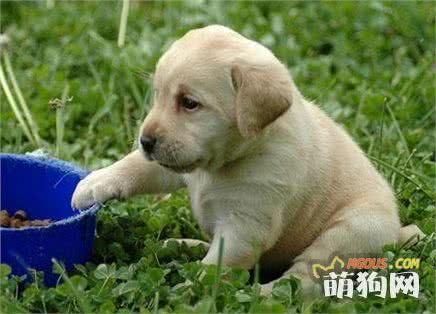 九种狗狗对应的主人性格分析，看看你是哪一类人吧