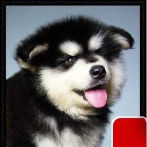 阿拉斯加雪橇犬的性格特点