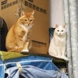 高晋玫