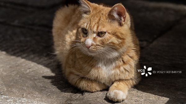 可爱的宠物猫橘猫图片素材