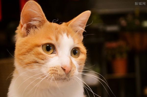 橘猫是什么品种