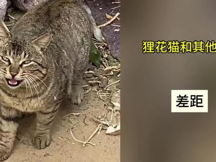 不是所有猫咪，都叫狸花猫#中华狸花猫 #狸花猫 #萌宠