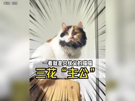 事实证明一只长有络腮胡的三花猫在猫界也是大美女！#猫咪 #三花猫 #可爱到爆炸