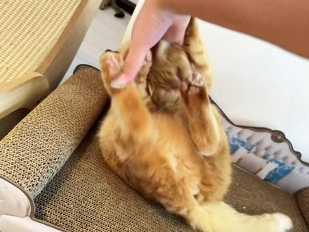 沙发战神又有力气了#猫咪的迷惑行为 #橘猫 #大橘