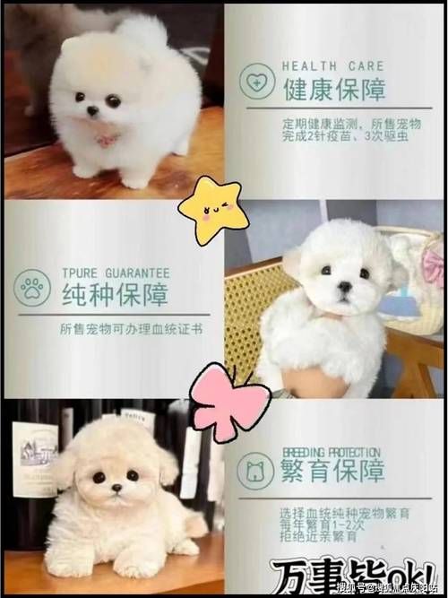 宠物白猫的品种及价格大全_宠物白猫的品种及价格大全图片