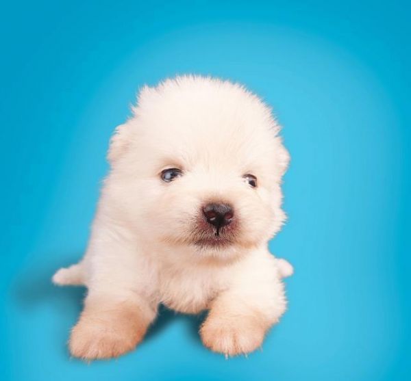 萌宠小知识——幼犬什么时候可以洗澡？