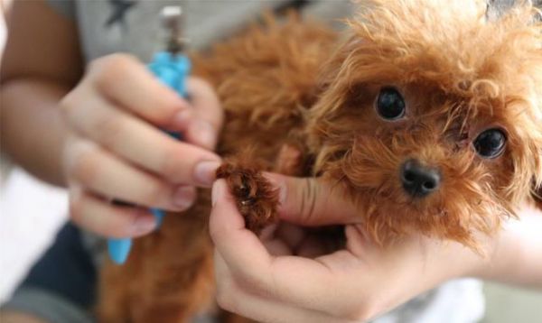 萌宠小知识——幼犬什么时候可以洗澡？