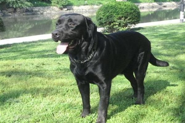 如何给拉布拉多犬洗澡？