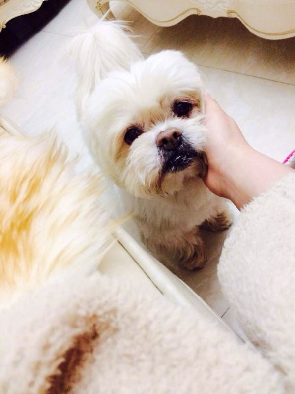 不仅陪伴：关于狗狗，你的忠诚朋友，它们是我生活中不可或缺的爱犬情感文案