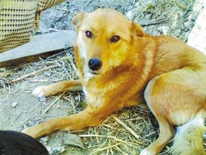 不仅陪伴：关于狗狗，你的忠诚朋友，它们是我生活中不可或缺的爱犬情感文案