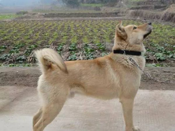 不仅陪伴：关于狗狗，你的忠诚朋友，它们是我生活中不可或缺的爱犬情感文案
