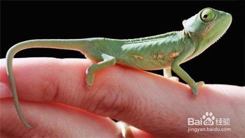 适合拿来陪伴家人的宠物都有哪些？