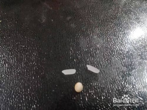 白玉蜗牛家养攻略