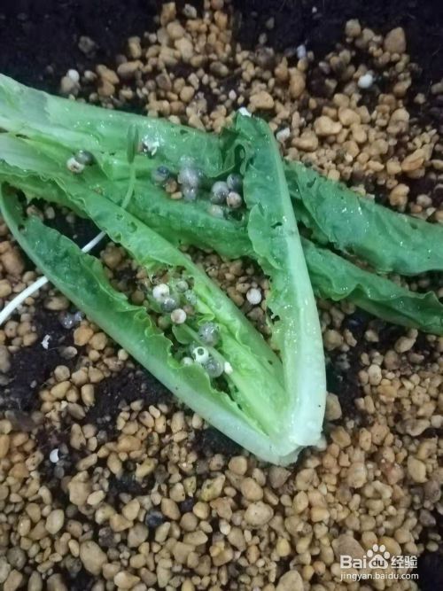 白玉蜗牛家养攻略