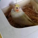 鸟幼仔为什么死？