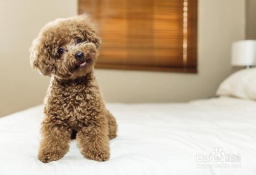 6大最干净的狗狗品种！