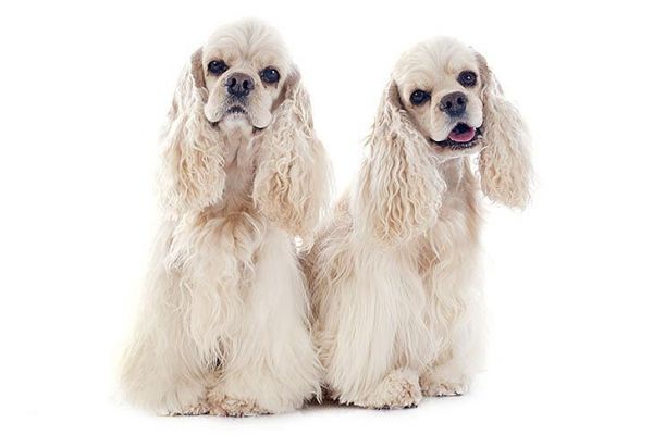 可卡犬图片