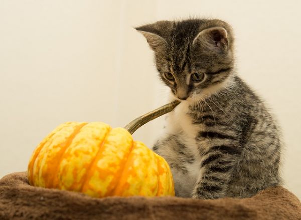 小猫可以吃什么东西