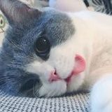 兔子想吃鱼鱼
