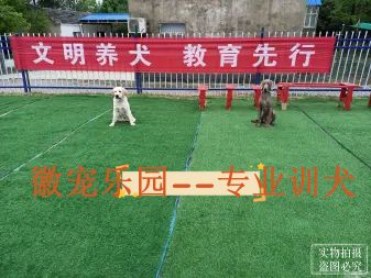 徽宠乐园,专业训犬,宠物寄养,宠物狗训练,不良行为矫正,365天不加价