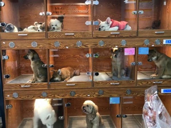 宠物店寄养一个月多少钱