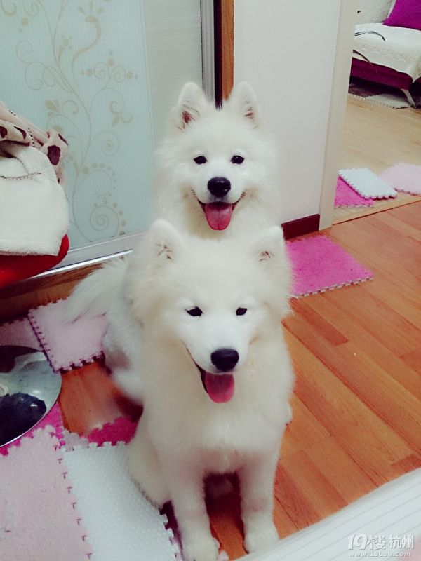  训练狗狗家里定点大小便的必要性