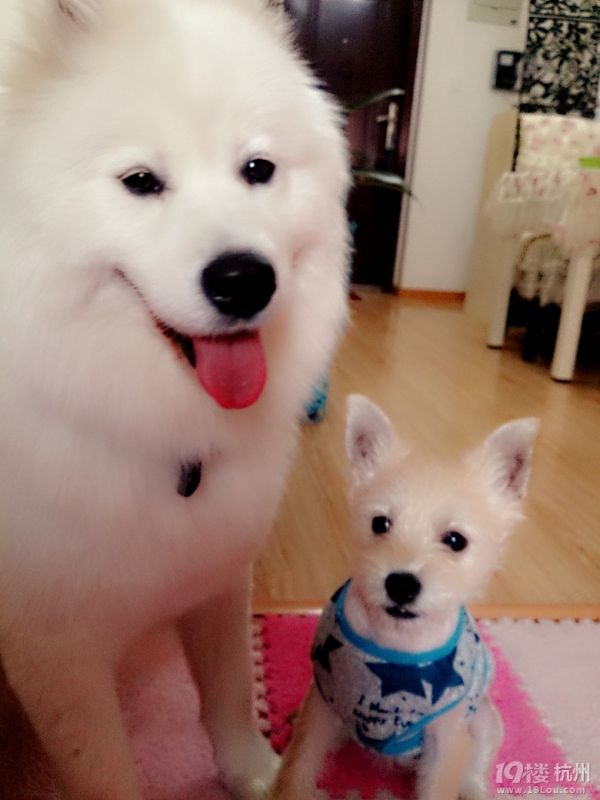 训练狗狗家里定点大小便的必要性