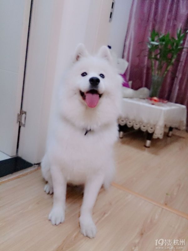 训练狗狗家里定点大小便的必要性