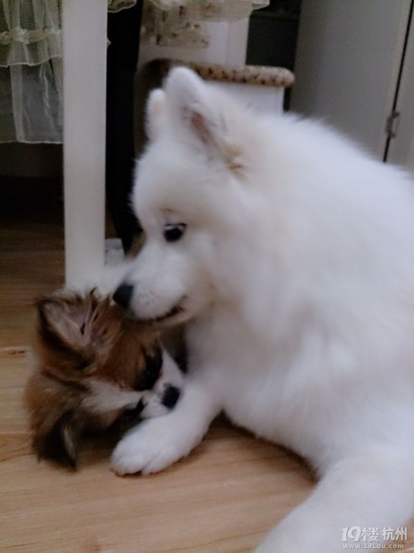 训练狗狗家里定点大小便的必要性