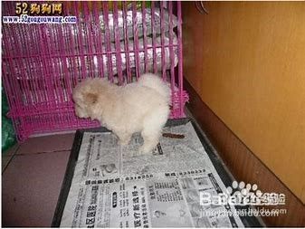 怎样简单训练狗狗定点大小便