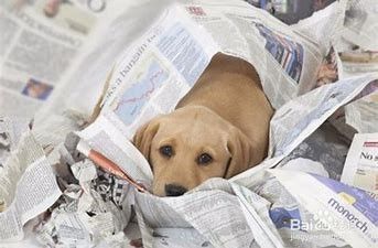 怎样简单训练狗狗定点大小便