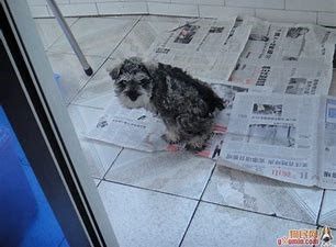 怎样简单训练狗狗定点大小便