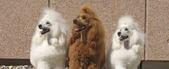 贵宾犬训练技巧有哪些