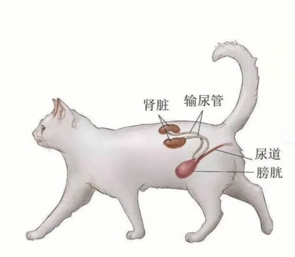 猫尿闭：兽医团队必知的紧急处理与管理技巧