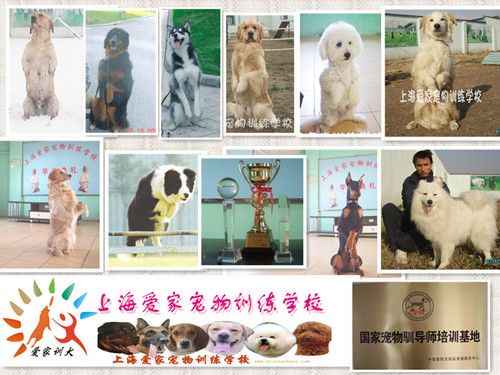 宠物培训学校 上海爱家宠物培训学校