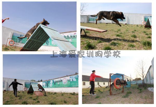 训犬 上海训犬 上海爱家训犬基地